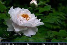 EDIUS轨道遮罩的用法介绍