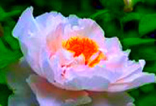 EDIUS色彩校正中颜色轮特效的使用教程